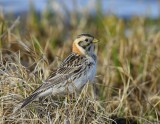 IJsgors - Lapland Longspur