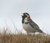 IJsgors - Lapland Longspur