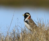IJsgors - Lapland Longspur