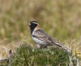 IJsgors - Lapland Longspur