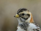 IJsgors - Lapland Longspur
