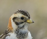 IJsgors - Lapland Longspur