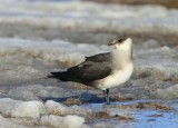 Kleine Jager - Arctic Skua