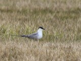 Kleinste Jager - Long-tailed Jaeger