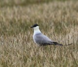 Kleinste Jager - Long-tailed Jaeger