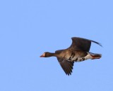 Kolgans - Greater White-fronted Goose