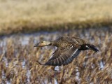 Koningseider - King Eider