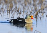 Koningseider - King Eider