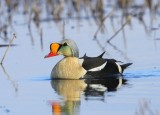Koningseider - King Eider