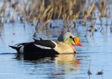 Koningseider - King Eider