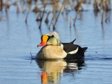 Koningseider - King Eider