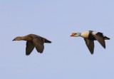 Koningseiders - King Eiders