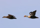 Koningseiders - King Eiders
