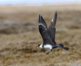 Middelste Jager - Pomarine Skua