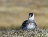 Middelste Jager - Pomarine Skua