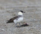 Middelste Jager - Pomarine Skua