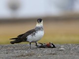 Middelste Jager - Pomarine Skua