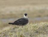 Middelste Jager - Pomarine Skua