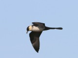 Middelste Jager - Pomarine Skua