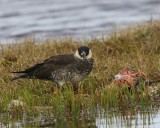 Middelste Jager - Pomarine Skua