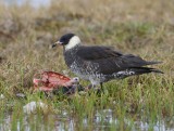 Middelste Jager - Pomarine Skua