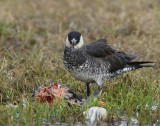 Middelste Jager - Pomarine Skua