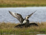 Middelste Jagers - Pomarine Skuas