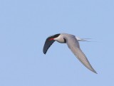 Noordse Stern - Arctic Tern