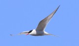 Noordse Stern - Arctic Tern