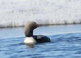 Pacifische Parelduiker - Pacific Loon