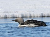 Pacifische Parelduiker - Pacific Loon