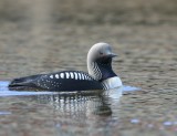 Pacifische Parelduiker - Pacific Loon