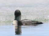 Pacifische Parelduiker - Pacific Loon