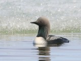 Pacifische Parelduiker - Pacific Loon