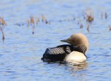 Pacifische Parelduiker - Pacific Loon