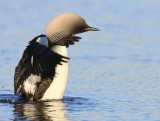 Pacifische Parelduiker - Pacific Loon