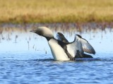 Pacifische Parelduiker - Pacific Loon