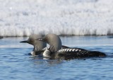 Pacifische Parelduikers - Pacific Loons