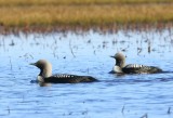 Pacifische Parelduikers - Pacific Loons