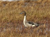 Pijlstaart - Northern Pintail