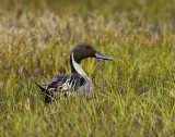 Pijlstaart - Northern Pintail