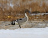 Pijlstaart - Northern Pintail