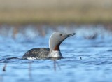 Roodkeelduiker - Red-throated Loon