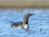 Roodkeelduiker - Red-throated Loon