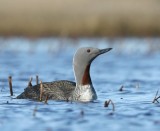 Roodkeelduiker - Red-throated Loon