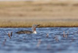 Roodkeelduiker - Red-throated Loon