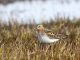 Roodkeelstrandloper - Red-necked Stint