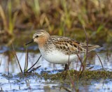 Roodkeelstrandloper - Red-necked Stint