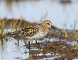 Roodkeelstrandloper - Red-necked Stint