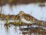 Roodkeelstrandloper - Red-necked Stint